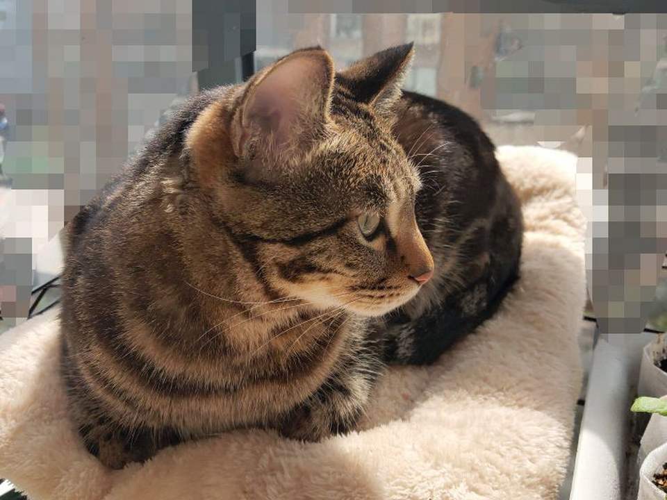 肖荣犬猫专科医院