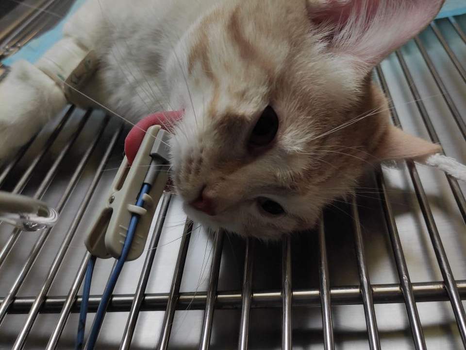 瑞派康怡宠物医院·异宠·犬猫医疗中心(思北分院)