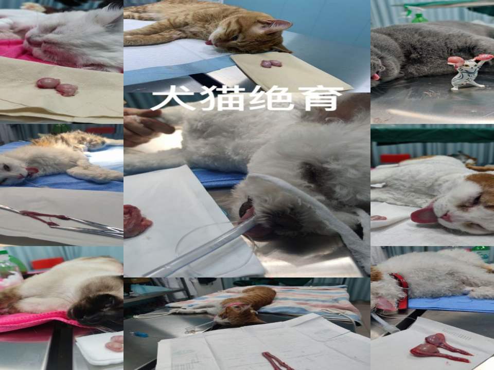 良医中心宠物医院