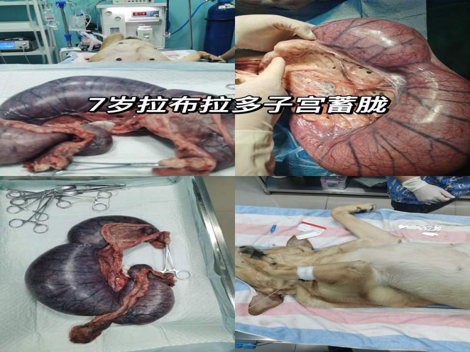 良医中心宠物医院