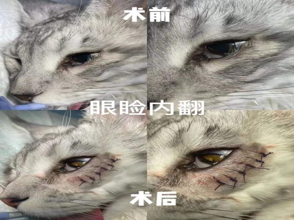 良医中心宠物医院