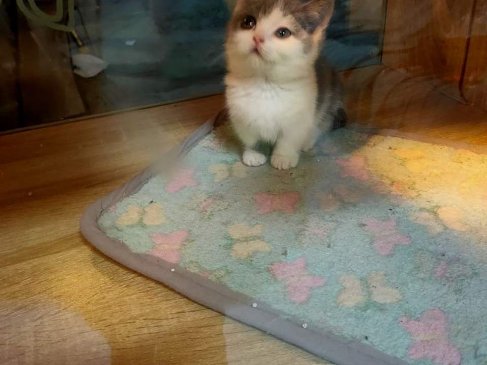 铭俯动物诊所