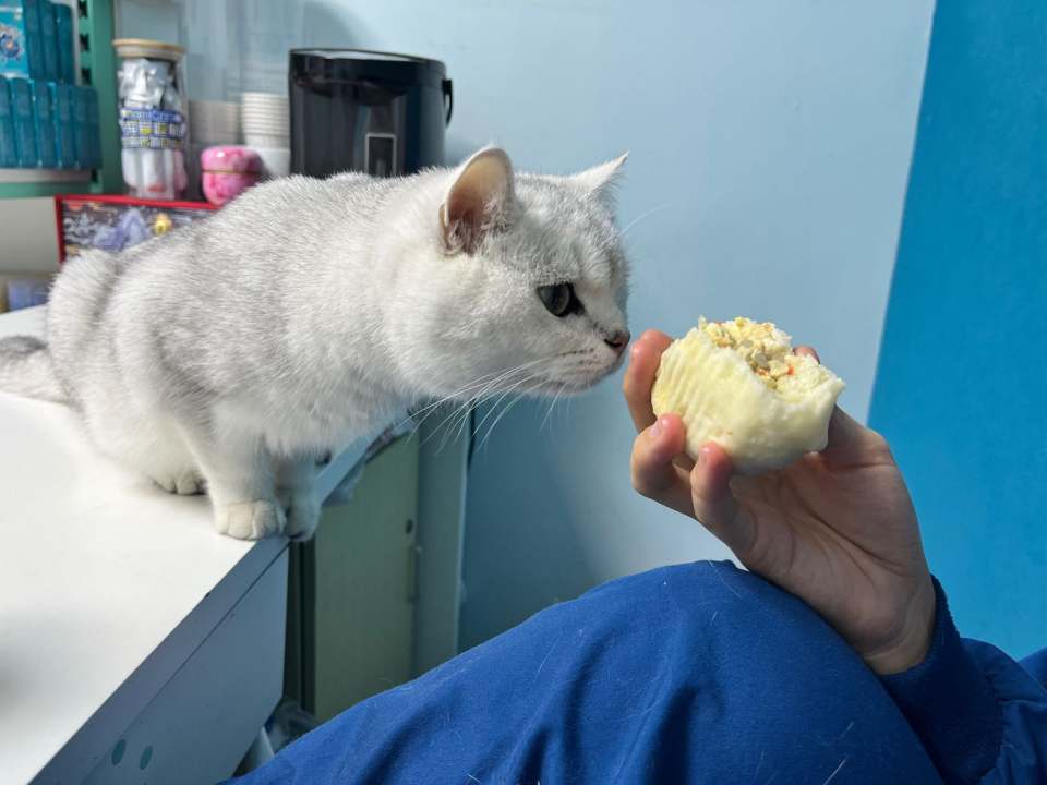 柏华宠物医院·犬猫内科·影像科