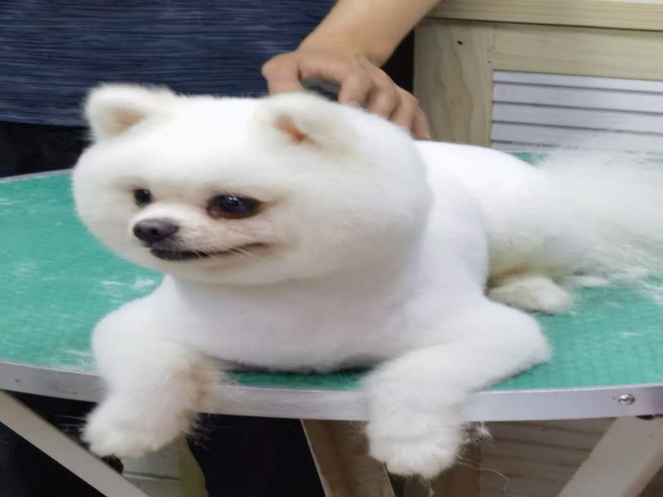名门汪族宠物医院