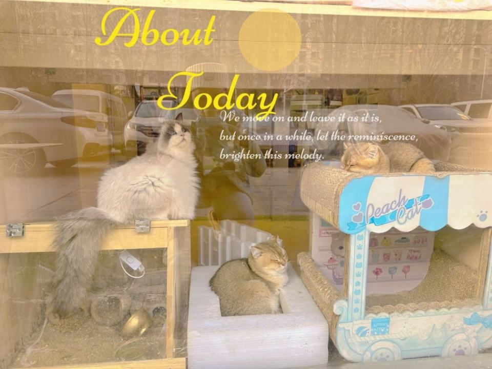 PETDOG派多格宠物诊所(塔北路店)