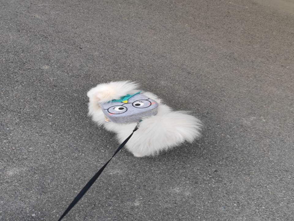 铭俯动物诊所