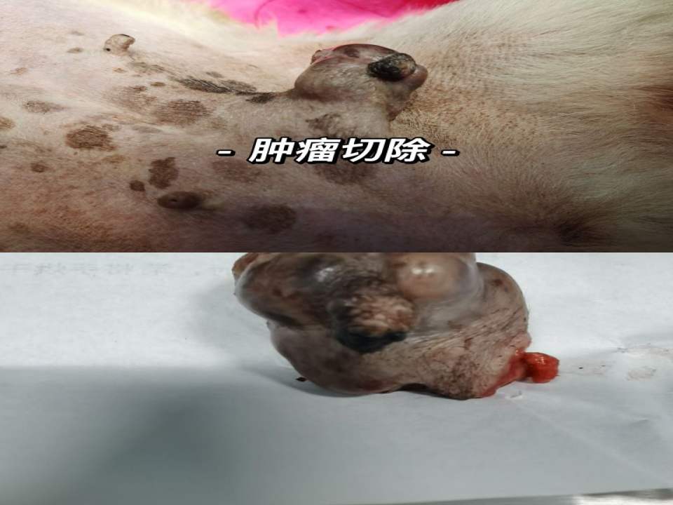 良医中心宠物医院