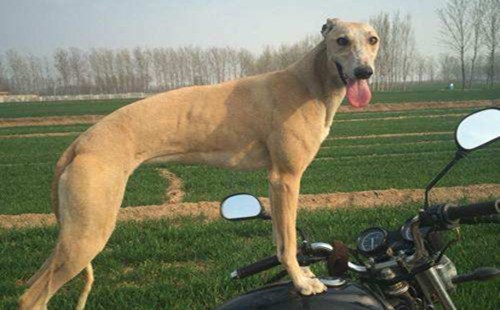 惠比特犬