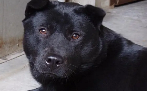 五黑犬