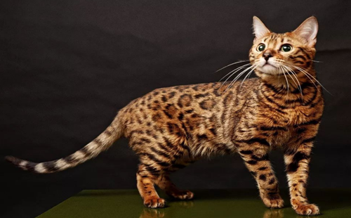 豹猫