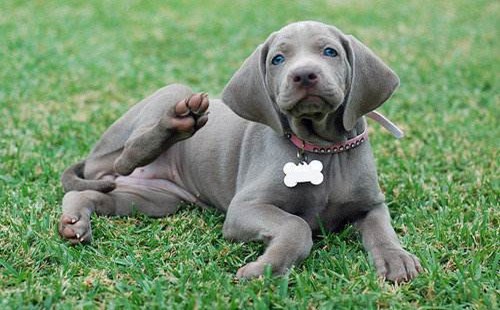 魏玛犬
