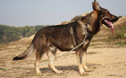 昆明犬