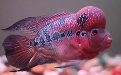 花罗汉