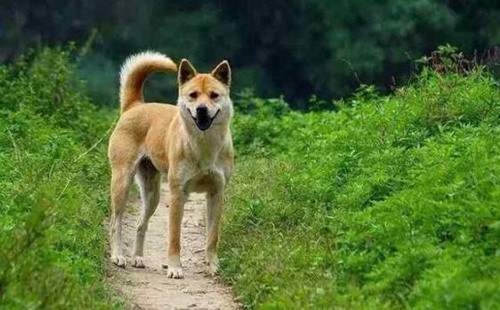 中华田园犬