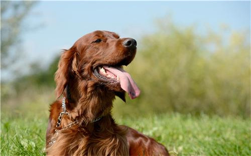 爱尔兰塞特犬