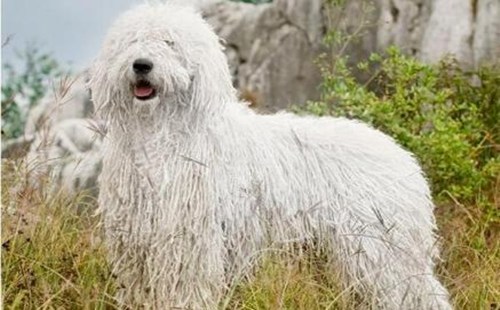 可蒙犬