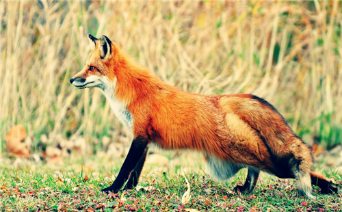 红褐色赤狐·042