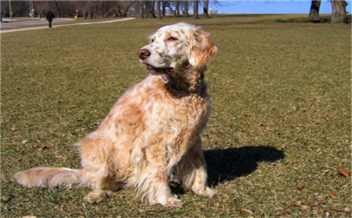 英国雪达犬