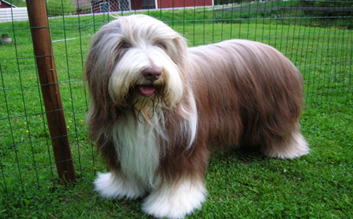 长须柯利牧羊犬