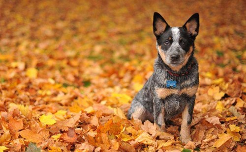 澳大利亚牧牛犬