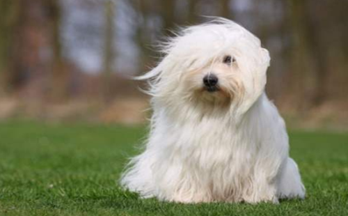 棉花面纱犬
