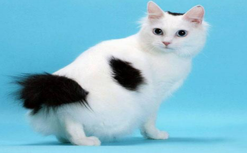日本短尾猫