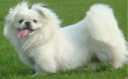 北京犬