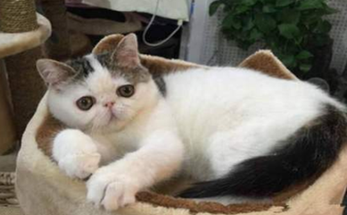 异国短毛猫