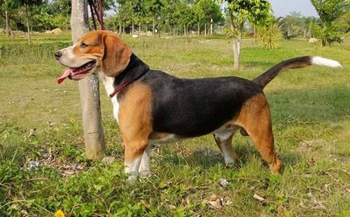 比格猎犬