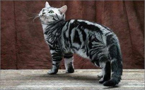 美国硬毛猫