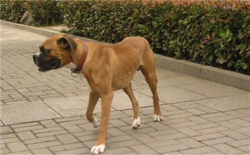拳狮犬