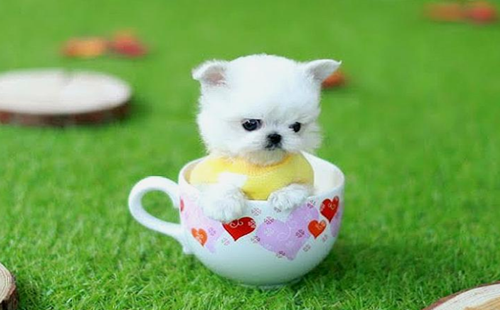 茶杯犬