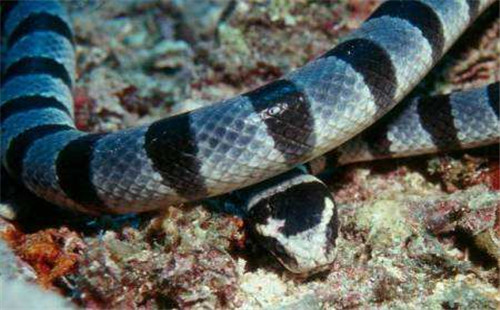 裂须海蛇