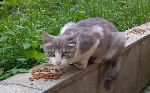 流浪猫