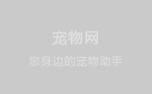 大金黄鸟