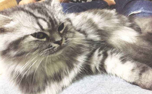 返祖猫