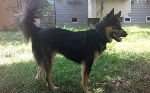 芬兰猎犬