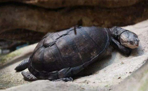非洲棱背泥龟