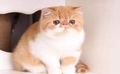 加菲猫