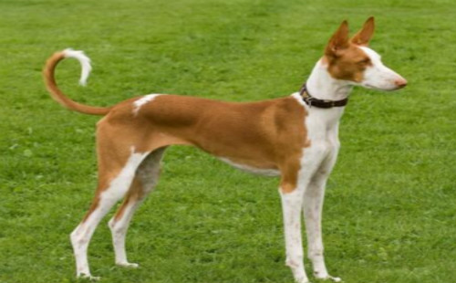 依比沙猎犬