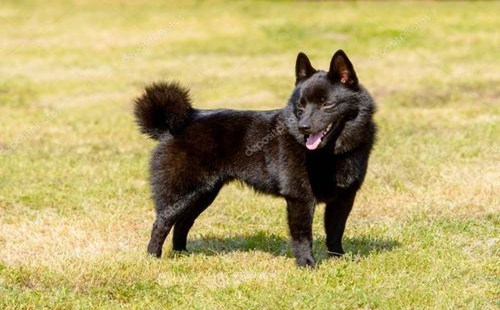 舒柏奇犬