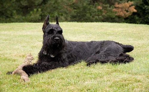 法兰德斯畜牧犬