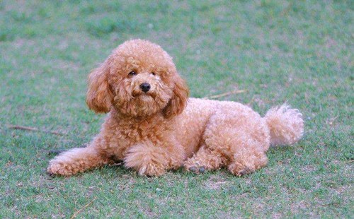泰迪犬