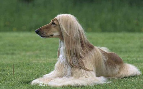 阿富汗猎犬
