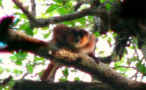 普氏红疣猴