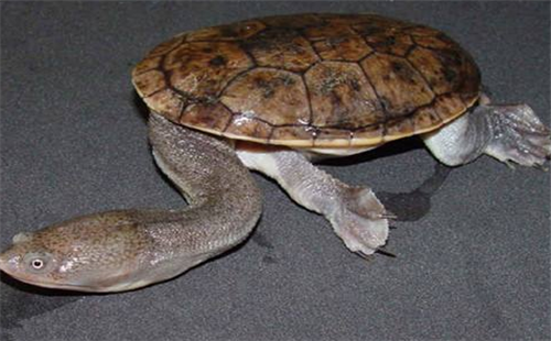 巴西蛇颈龟