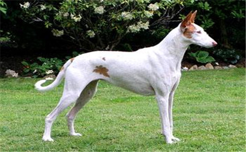 伊比赞猎犬