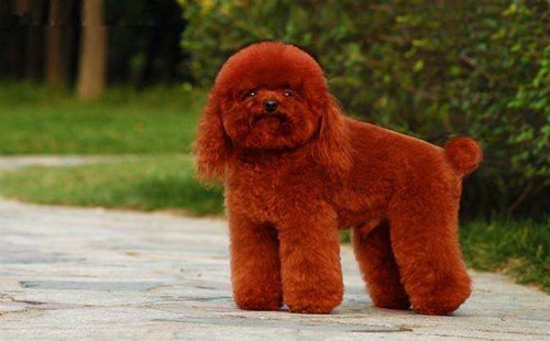 贵宾犬