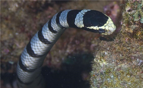 巨环海蛇
