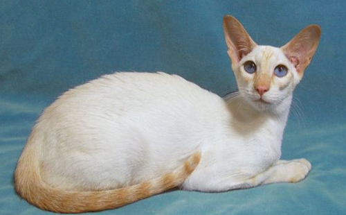 重点色短毛猫